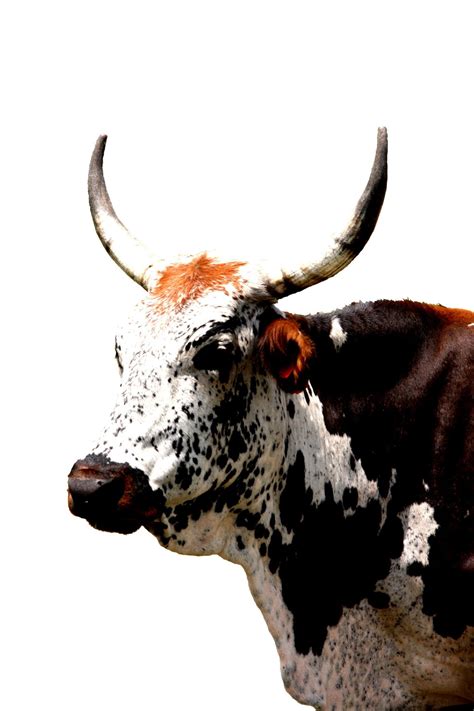 Nguni Cattle Posters