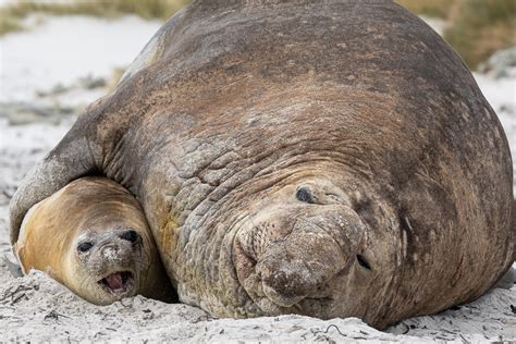 Mammals of the Falkands – Falklands Nature