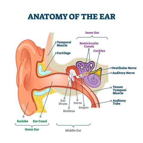 Anatomy of the ear, labeled health care vector illustration diagram ...