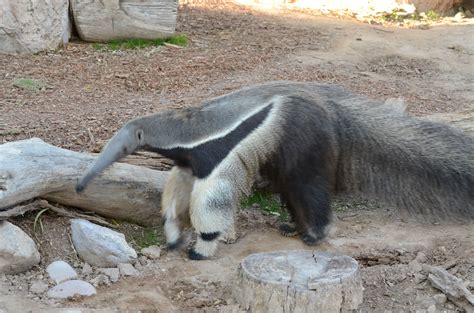 Tucson Zoo | Creatures, Zoo, Animals