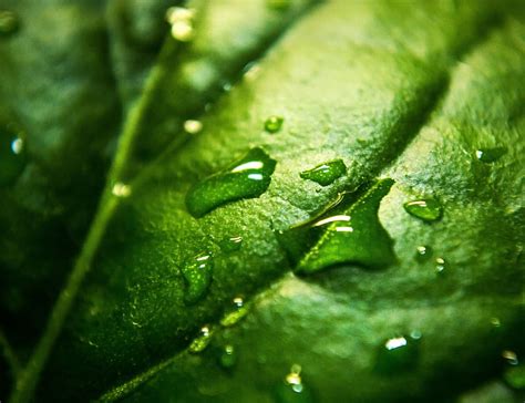 nature, plants, leaves, veins, water, droplets, rain, still, bokeh, green | Pxfuel