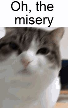 Enemy Cat Enemy GIF - Enemy Cat Enemy Oh The Misery - Discover & Share GIFs