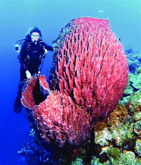 Giant Barrel Sponge | NatureRules1 Wiki | Fandom