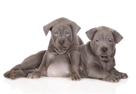 Thai Ridgeback Puppies For Sale - AKC PuppyFinder