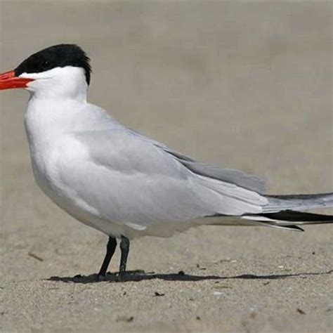 What do Caspian tern eat? - DIY Seattle