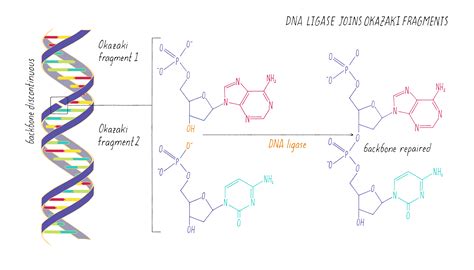 Diagram Of Dna Backbone / It is the building block of all life, containing the genetic ...