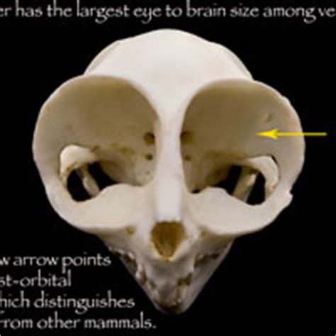 Evolution's Witness: How Eyes Evolved: 9780195369748: Medicine & Health ...