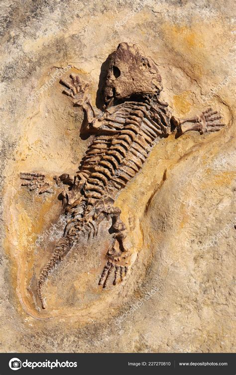 Seymouria Baylorensis Articifial Cast Fossil Early Permian Period Seymouria Carnivorous Stock ...