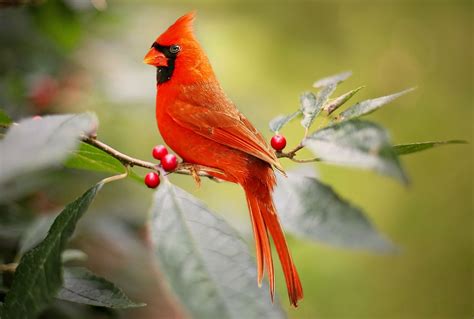 Cardinal, Sing Your Song | Listen & Learn Music