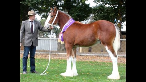 Lovely colt | Clydesdale, Horses, Colt