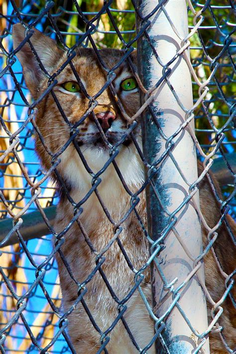 Las Vegas Zoo Creature Photograph by Yolanda Travis | Fine Art America