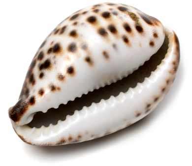 Spiritual Meaning of Cowrie Shells (+ 7 Ways to Use Them For Protection ...