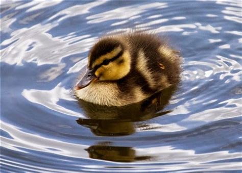 The Daily Apple: Apple #673: Mallard Ducklings