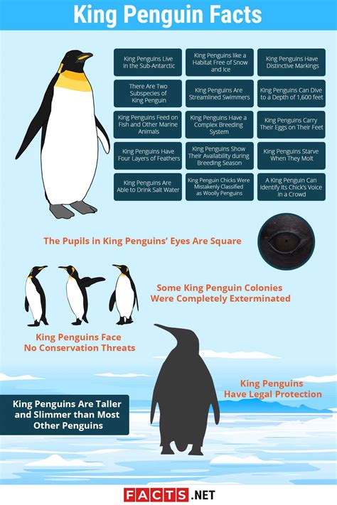 Top 20 King Penguin Facts - Habitat, Diet, Breeding & More - Facts.net