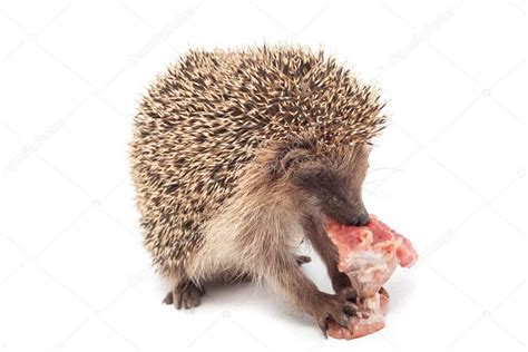 Hedgehog eating a piece of meat — Stock Photo © vpardi #63429543