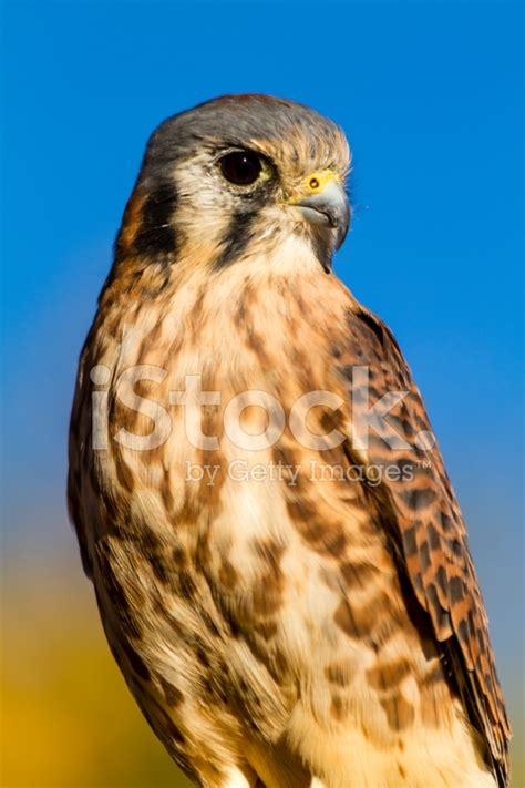 American Kestrel Falcon In Autumn Setting Stock Photo | Royalty-Free | FreeImages