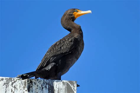 Double Crested Cormorant Juvenile