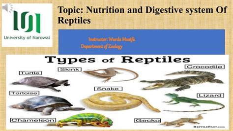 Digestive system of reptiles | PPT