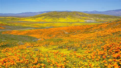 10 Best Places To See California Spring Blooms and Wildflowers — This ...