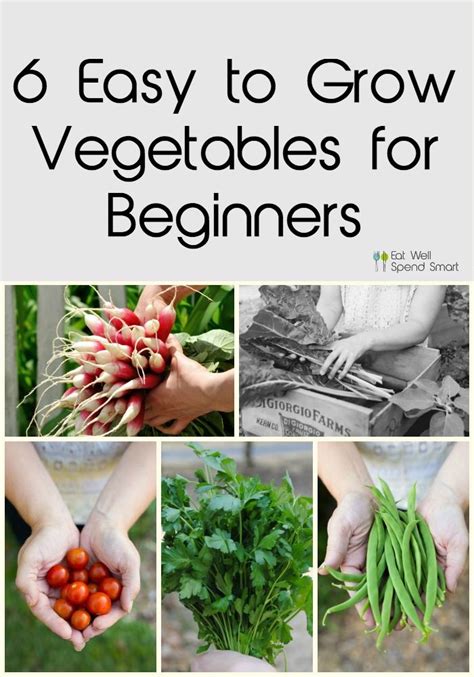 6 Easy to Grow Vegetables for Beginners | Easy vegetables to grow, Vegetable garden for ...