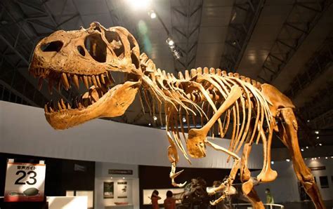 All There Is To Know About The First Dinosaur Fossil