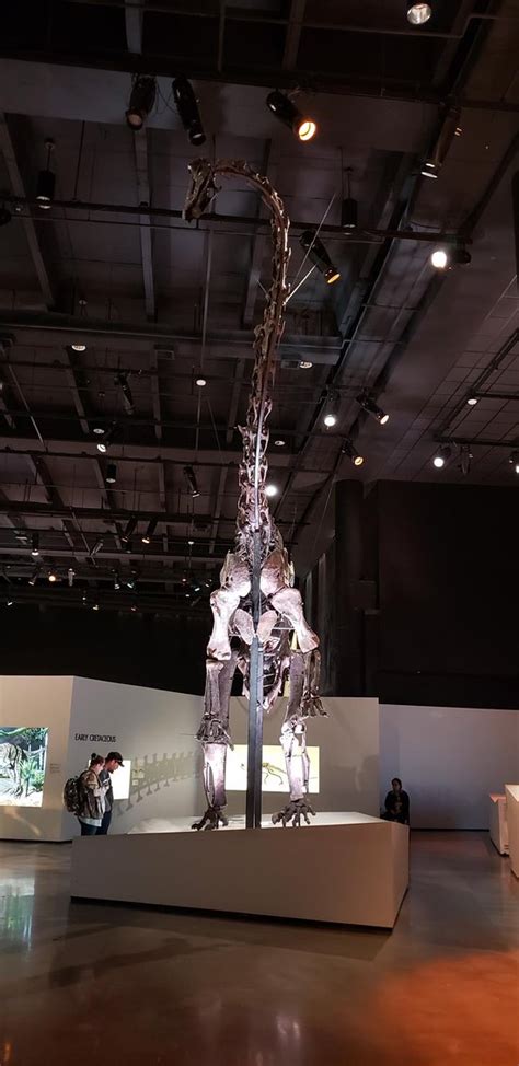 The Houston Museum of Natural Science - 2019 All You Need to Know ...