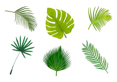 Palm leaf isolated vectors - Download Free Vector Art, Stock Graphics ...