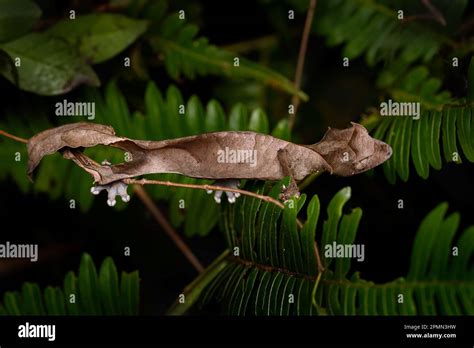 Satanic leaf-tailed gecko, Uroplatus phantasticus, lizard from ...