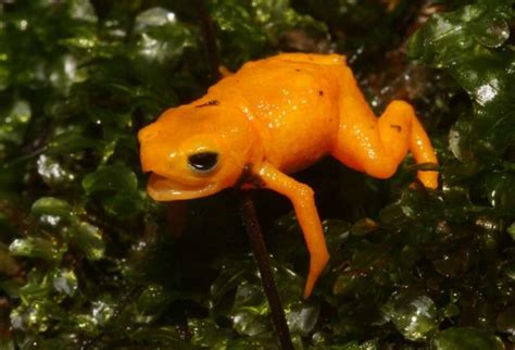 New pumpkin toadlet species found in Brazil