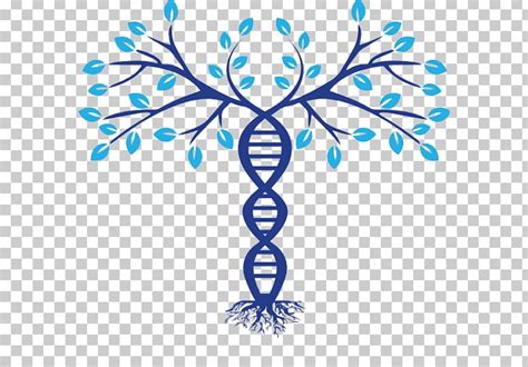 Family Tree DNA Genealogy Phylogenetic Tree PNG, Clipart, Ancestor, Ancestry, Area, Artwork ...