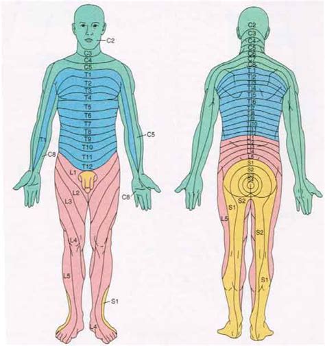 Spinal Cord Anatomy: Nerves, Impulses, Fluid, Vertebrae, Dermatomes | Huidaandoeningen, Mensen