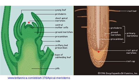 ALIT ADI SANJAYA: PLANT TISSUE STRUCTURE