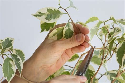 How to Prune a Ficus Tree - HayFarmGuy