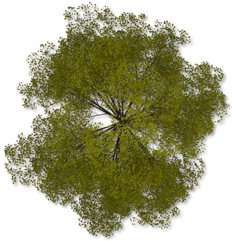 Tree photoshop, Tree plan png, Tree textures