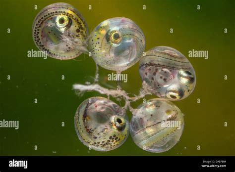 Fish Eggs Hatching High Resolution Stock Photography and Images - Alamy