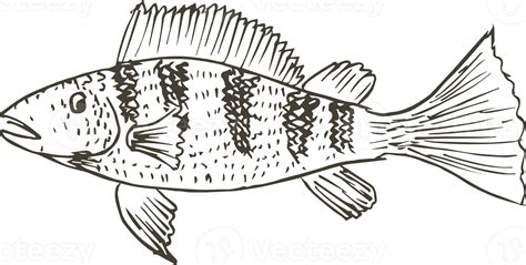 Hand drawn fish on transparent background. 29944648 PNG