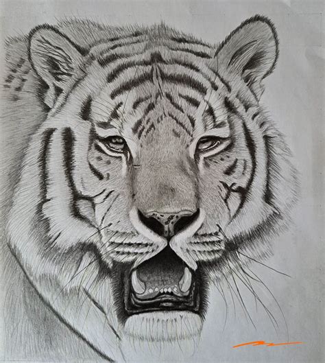 8 Steps to Easily Drawing a Realistic Tiger | Muus Art