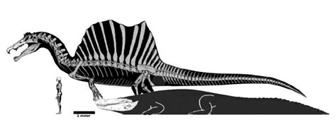 Spinosaurus and Purussaurus size comparison-Nelson howell on Quora Dinosaur Sketch, Cartoon ...