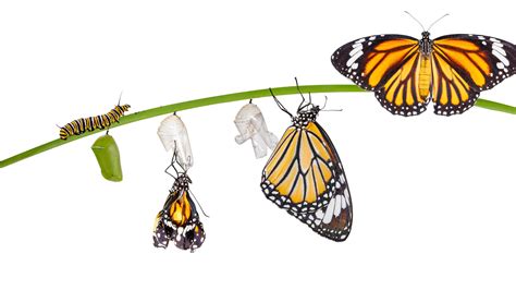 The Dos and Don’ts of Raising Monarch Caterpillars