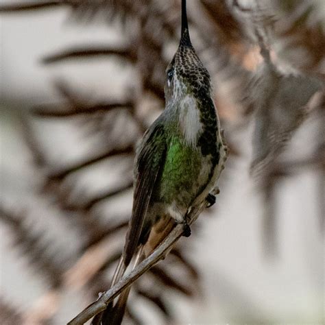 Marvelous Spatuletail | Hummingbird Facts Information | Hummingbird Feeder | Bird Photography