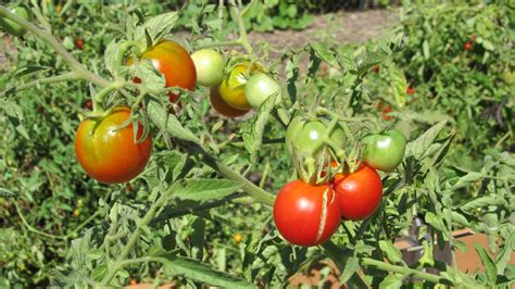 Determinate And Indeterminate Tomato Plants - Determinate tomatoes ...