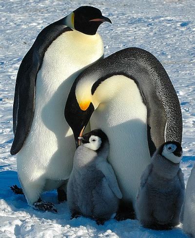 Emperor Penguin Predators