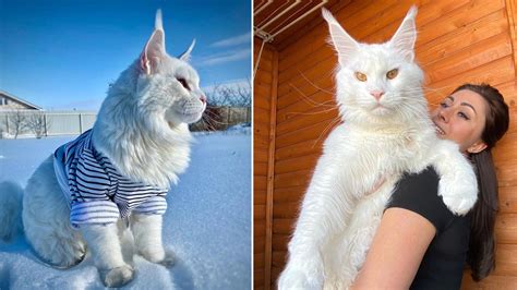 Meet Kefir, the most popular Maine Coon cat in Russia (PHOTOS) - Russia Beyond