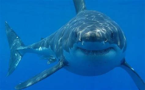 New shark species found in Atlantic Ocean