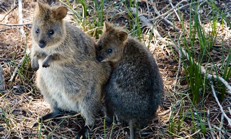 Australia's 7 cutest marsupials and where to find them | Wanderlust