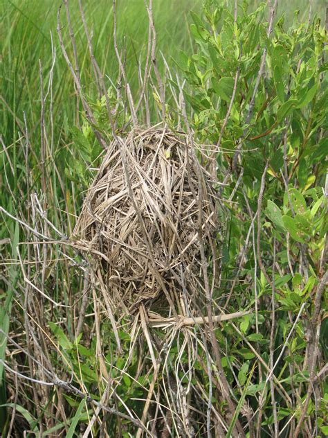 Free picture: marsh, wren, cistothorus palustris, nest