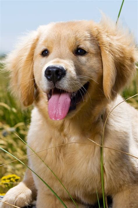 Golden retriever puppies cute pictures and facts – Artofit