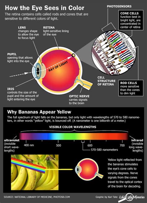 How Do We See Color? | Eye facts, Eye exercises, Human anatomy and physiology