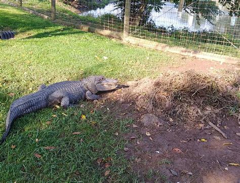 Alligator lays its first eggs since 1988 at Pennsylvania zoo - pennlive.com