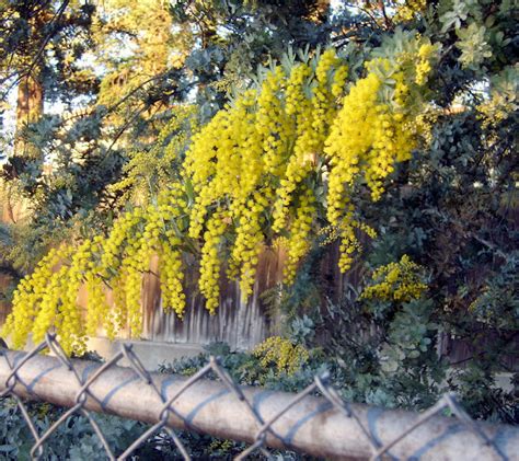 CootaMundra Wattle | Project Noah